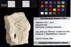 Foto (Objket + Etiketten) von Decapoda indet. 